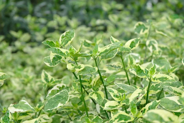 Close Green Leave Texture — Stock Photo, Image