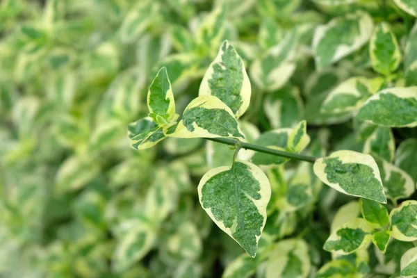 Close Green Leaves Background — Stock Photo, Image