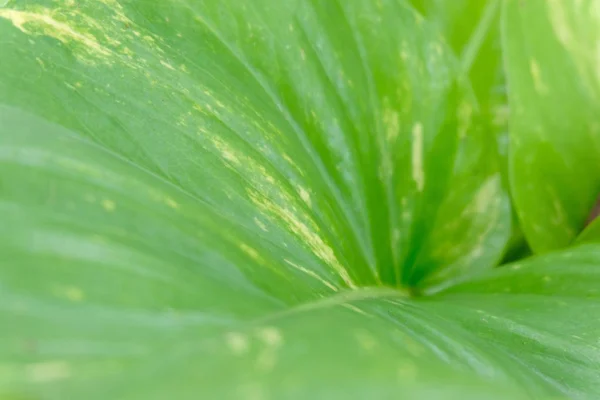 Green Leave Close Soft Focus — стоковое фото