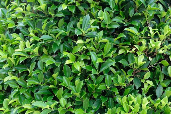 Yeşil yaprak dokusu arkaplanı