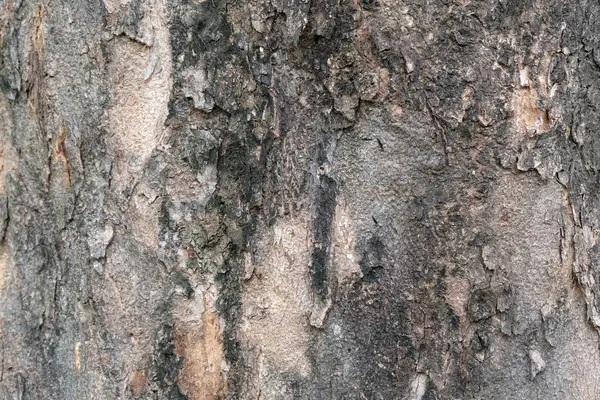 Ağaç Doku Yumuşak Odak Kabuğu — Stok fotoğraf