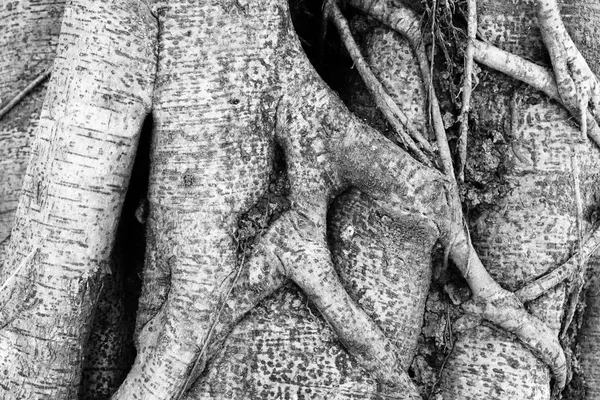 Detailní Záběr Kořenový Strom Černé Bílé Fotografie — Stock fotografie