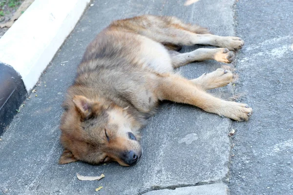 Άστεγοι Εγκαταλειφθεί Σκύλος Κοιμάται Στο Δρόμο — Φωτογραφία Αρχείου