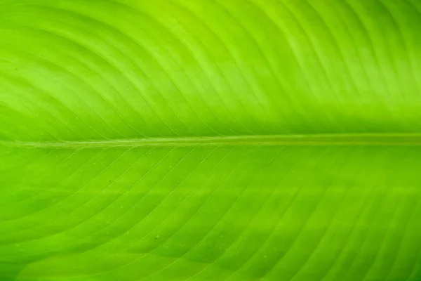 Πράσινο Φύλλο Κοντινό Φόντο — Φωτογραφία Αρχείου