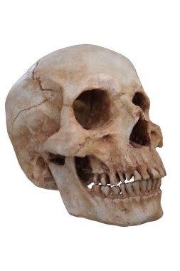 beyaz arkaplanda kafatası