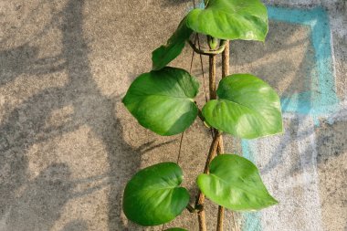Green ivy plant on cement wall