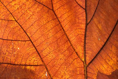 kahverengi yakın bırakın