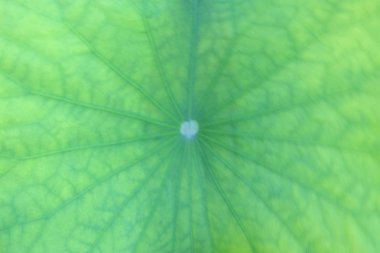 Lotus yaprak doku arka plan