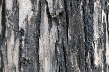 ağaç doku, yumuşak odak kabuğu