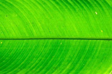 yeşil yaprak arka planı kapat