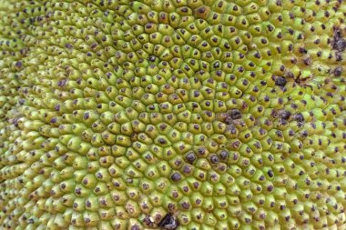 jackfruit doku yakın arka plan