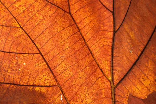 kahverengi yakın bırakın