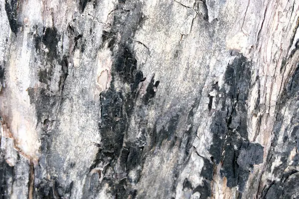 Kora Drzewa Tekstury Nieostrość — Zdjęcie stockowe