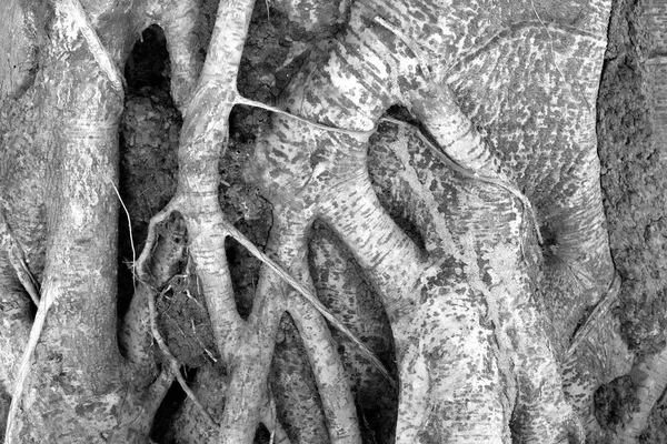Detailní Záběr Kořenový Strom Černé Bílé Fotografie — Stock fotografie