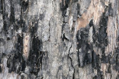 ağaç doku, yumuşak odak kabuğu