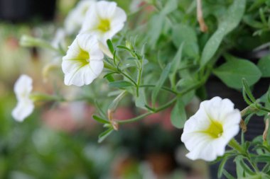 bahçede yumuşak odak, beyaz çiçek