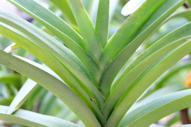 yumuşak odak, yeşil yaprak arka plan