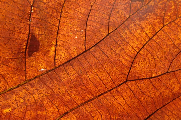 kahverengi yakın bırakın