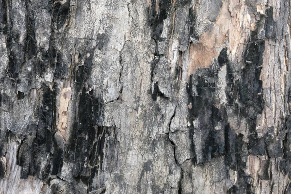 ağaç doku, yumuşak odak kabuğu