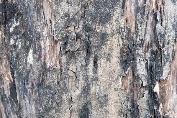Ağaç Doku Yumuşak Odak Kabuğu — Stok fotoğraf