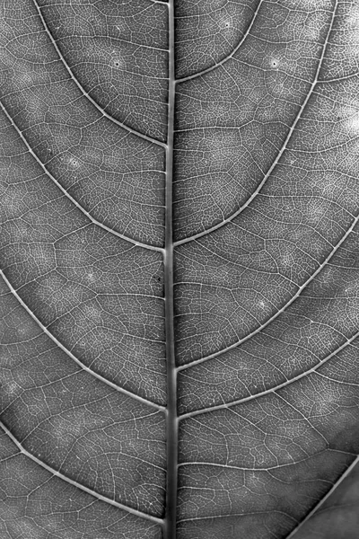 black and white leave close up