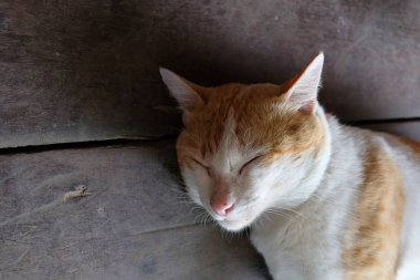 Sevimli uyuyan kedi yakın kadar