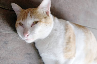 kahverengi kedi threateningly ağzını açtı