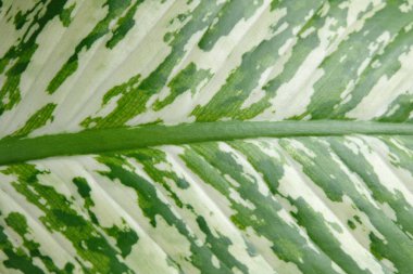 yumuşak odak, yeşil yaprak arka plan