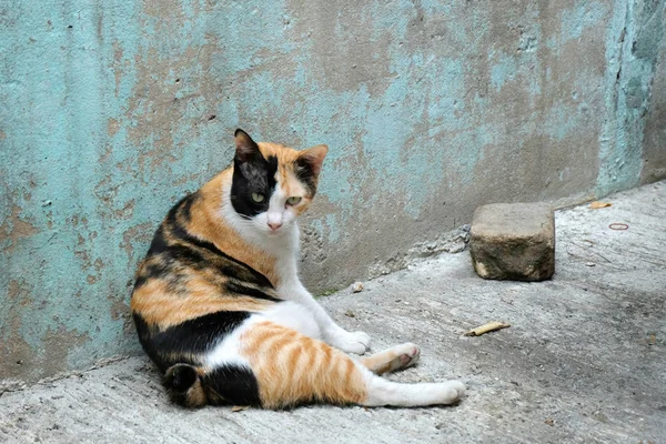 Kızgın kedi ile mutsuz kapat