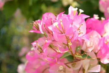 Bougainvillea çiçek Phong Phra