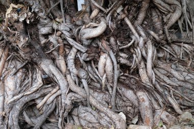 kök ağacını kapatmak