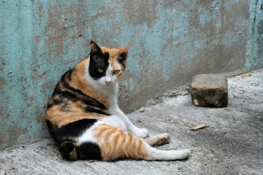 Kızgın kedi ile mutsuz kapat