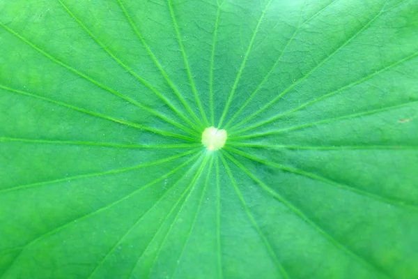 Lotus Leaf Texture Background — Stock Photo, Image