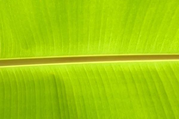 Opustit Zblízka Zelených Banánů — Stock fotografie