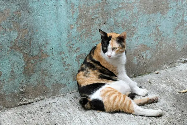 不幸と怒っている猫のクローズ アップ — ストック写真