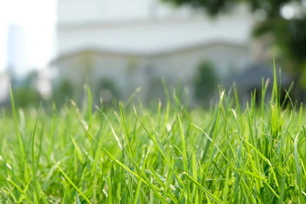 Närbild Färskt Tjockt Gräs — Stockfoto