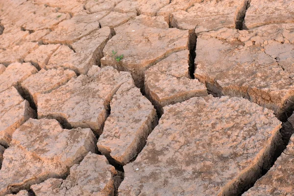 Dried Cracked Ground Arid Soil Close — Stock Photo, Image