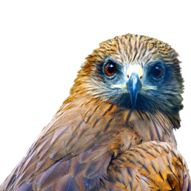 Beyaz bir arka plan üzerinde büyük bir kartal başkanı