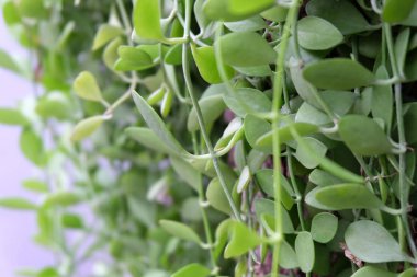 yumuşak odak, yeşil yaprak arka plan