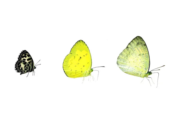 Butterfly White Background — Stock Photo, Image
