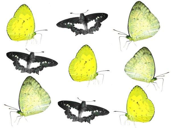 butterfly on white background