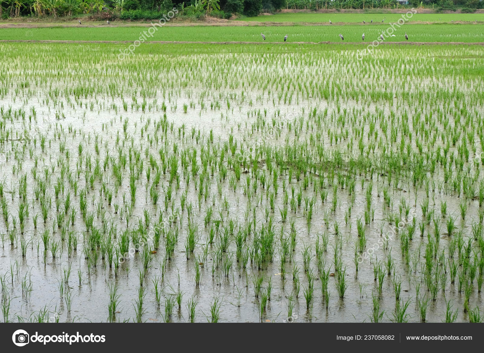 Imágenes de Y campos de arroz en barbecho libres de derechos | DepositPhotos, image size:1600x1167