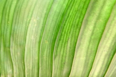 yumuşak odak, yeşil yaprak arka plan