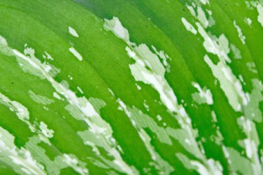 yumuşak odak, yeşil yaprak arka plan