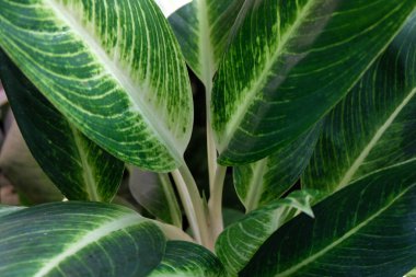 yumuşak odak, yeşil yaprak arka plan