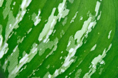 yumuşak odak, yeşil yaprak arka plan