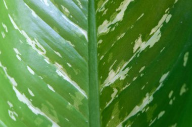 yumuşak odak, yeşil yaprak arka plan