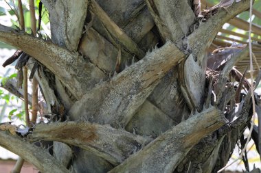 Palmiye ağacını kapat.