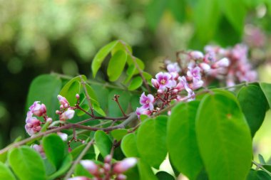 Pembe çiçek yaklaş