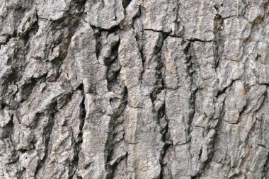 ağaç doku, yumuşak odak kabuğu